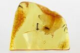 Detailed Fossil Ironclad Beetle (Zopheridae) in Baltic Amber #343316-1